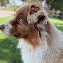 Buddy - Australian Shepherd
