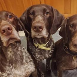 German Shorthaired Pointers from Janice Shriver
