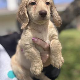 Baker - Cream male Dachshund puppy in Bentonville, Arkansas from T & D Dachshunds by design
