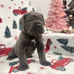 Black collar - Gray male Cane Corso puppy in Fairfield, California from Royal Class Kennels