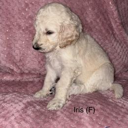 Iris - Apricot female Poodle puppy in Petal, Mississippi from Petal Poodles