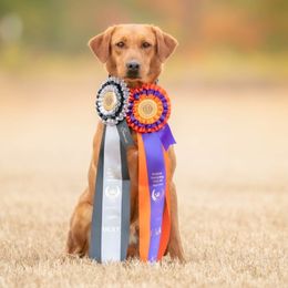 Sierra - Labrador Retriever