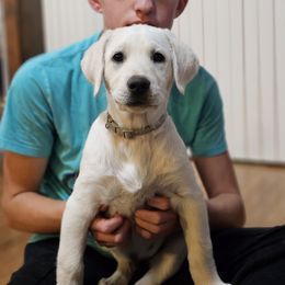 Boba Fett - Yellow Labrador Retriever puppy in Whitehall, Montana from Heart of Montana Labradors