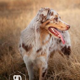 Australian Shepherds from RD Ranch