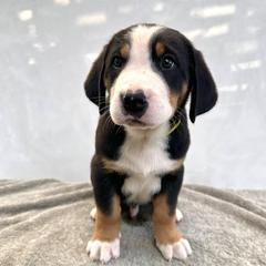 Yellow - Black, white and red male Greater Swiss Mountain Dog puppy in Pasadena, California from Park Place Swissys