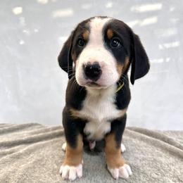 Yellow - Black, white and red male Greater Swiss Mountain Dog puppy in Pasadena, California from Park Place Swissys