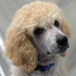 Fleece - Poodle puppy from Ghibli Poodles