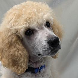 Fleece - Poodle puppy from Ghibli Poodles