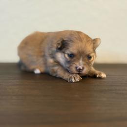 Maple AKC Merle Female - Orange sable female Pomeranian puppy in Las Vegas, Nevada from POM SOCIETY