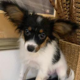 Kisses - Black brown and white male Papillon puppy in Lake Wales, Florida from Papillon's of Polk County Florida