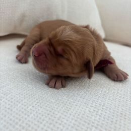 Figgy - Dark golden female Golden Retriever puppy in Alliance, Ohio from Mount Olive Doodles