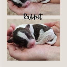Rabbit - Chocolate male Cavapoo puppy in Newdale, Idaho from Canyon Creek Puppies