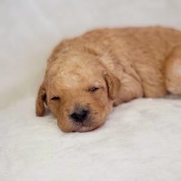 Goldendoodle Puppies from Lake Village Doodles