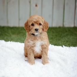 Sky - Red  male Goldendoodle puppy in Boise, Idaho from Goldendoodle Baby