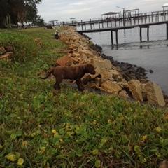 Chesapeake Bay Retriever Puppies from Chesi-Bay