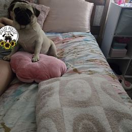 Millie - Pug
