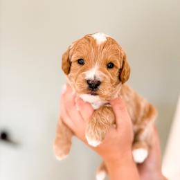 Bronco - Cream male Goldendoodle puppy in Salem, Utah from Karmadoodlee