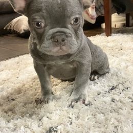 French Bulldog All Grown Up from GC Bulldogs