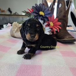 Country girl - Black female Dachshund puppy in Cedar City, Utah from Country Doxies