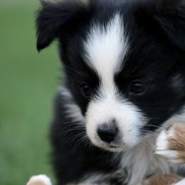 Australian Shepherd, Miniature American Shepherd, Miniature Australian Shepherd, and Toy Australian Shepherd Puppies from Painted Blue Aussies