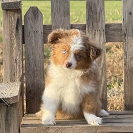 Toy Australian Shepherd puppies from Desert Dreamcatcher Ranch