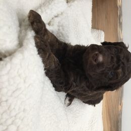 Bernedoodle Puppies from Cry Woof LLC