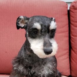 Miniature Schnauzers from Loretta's Miniature Schnauzers