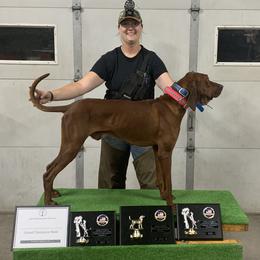 Redbone Coonhounds and Treeing Walker Coonhounds from Foster Creek Coonhounds