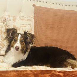 Miniature Australian Shepherd puppies from West Texas Aussies