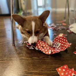 Pembroke Welsh Corgi Puppies from Tri-Star Stock Farm