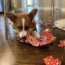 Pembroke Welsh Corgi Puppies from Tri-Star Stock Farm