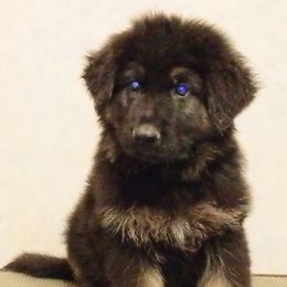 German Shepherd Puppies from Deestraum German Shepherds