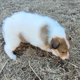 Green - White male Collie puppy in Newberry, South Carolina from Country Haven Collies