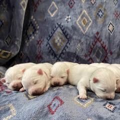 American Eskimo Dog Puppies from Ketura’s Angels Kennels