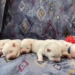 American Eskimo Dog Puppies from Ketura’s Angels Kennels
