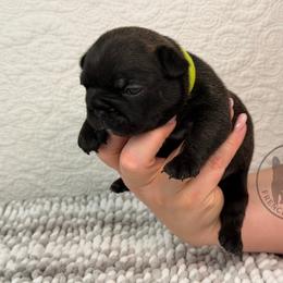 Girl 3 - female French Bulldog puppy in Schaumburg, Illinois from A & B French Bulldogs