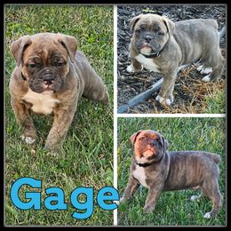 Gage - Brown brindle male Olde English Bulldogge puppy in Wheeler, Michigan from Haase Family Kennels