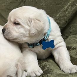 Yellow Male Blue Collar - Yellow male Labrador Retriever puppy in Beaverdam, Virginia from Gold Heart Labradors