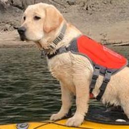 Labrador Retrievers from Skyfire