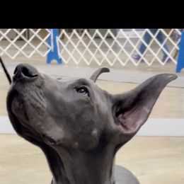 Great Dane Puppies from Lazuli Great Danes