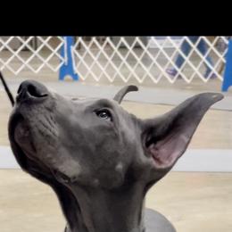 Great Dane Puppies from Lazuli Great Danes