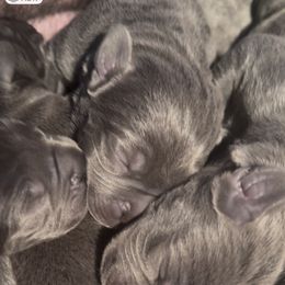 Cane Corso Mastiff - Gray male Cane Corso puppy in Union City, California from Busch Kennels LLC
