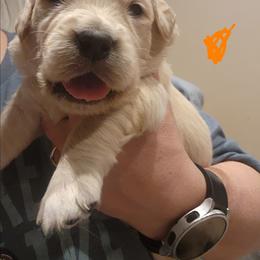 Orange - Golden female Golden Retriever puppy in Lucasville, Ohio from Halo Kennels