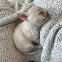 Chihuahua Puppies from Wild Mountain Chihuahuas