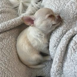 Chihuahua Puppies from Wild Mountain Chihuahuas