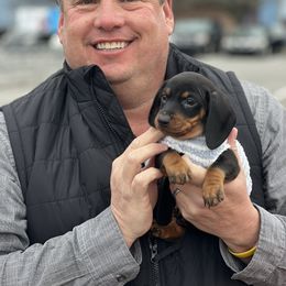 Dachshund Puppies from Phillian Family Mini Dachshunds