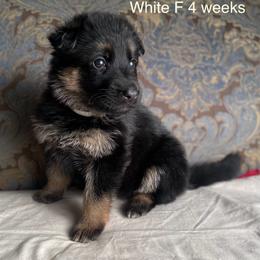 White collar girl - Black and red female German Shepherd puppy in Coleta, Illinois from Four Leaf Farm- Vom Vierblättriges Bauernhof