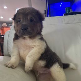 Kelce - Blue male Chinese Shar-Pei puppy in Florida from Beachside Kennels