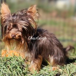 Charleigh - Yorkshire Terrier