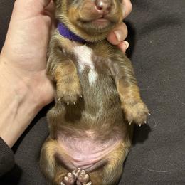 Bean - Chocolate and tan female Dachshund puppy in Moon Township, Pennsylvania from Serendipity Dachshunds